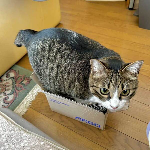 「無理そう」「笑った」　猫が『小さい』箱に入ろうとした結果…