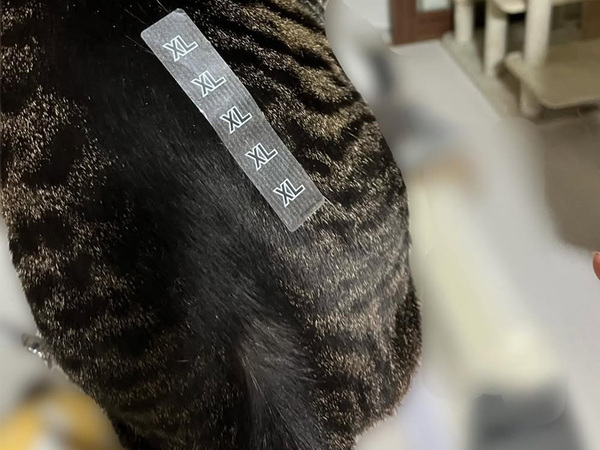 「何してんねん」　困惑する猫、背中にあるのは…？「納得いってない表情だ」