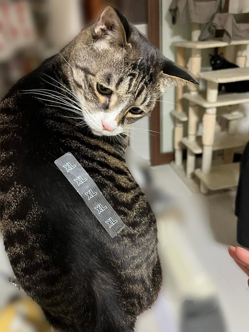 「何してんねん」　困惑する猫、背中にあるのは…？「納得いってない表情だ」