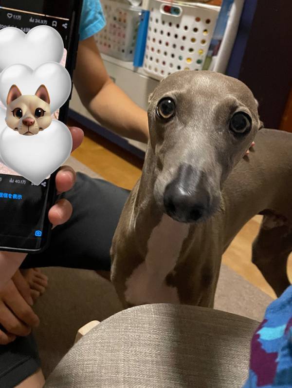 「かわいいと聞こえ！馳せ参じました！」　飼い主たちがSNSで『かわいい犬』を見ていると？