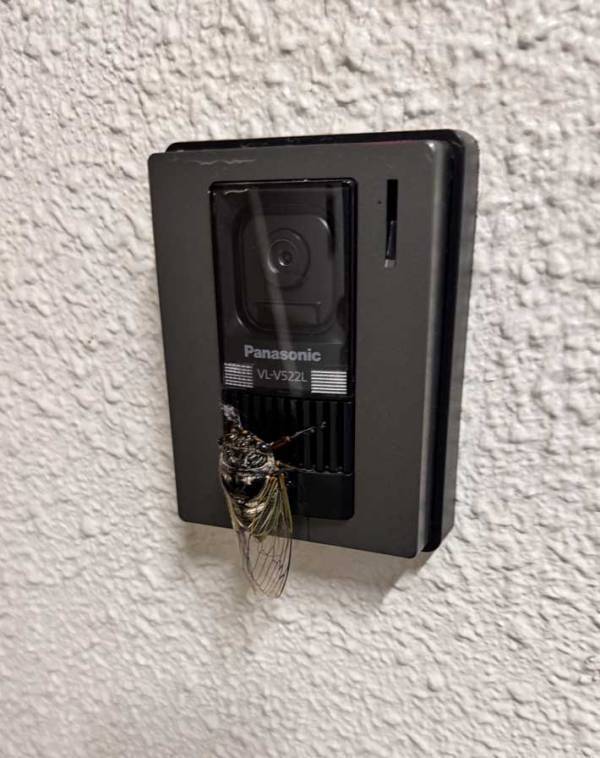 「これは仕方がない」「無理だな」　配達員が困った理由にネット同情