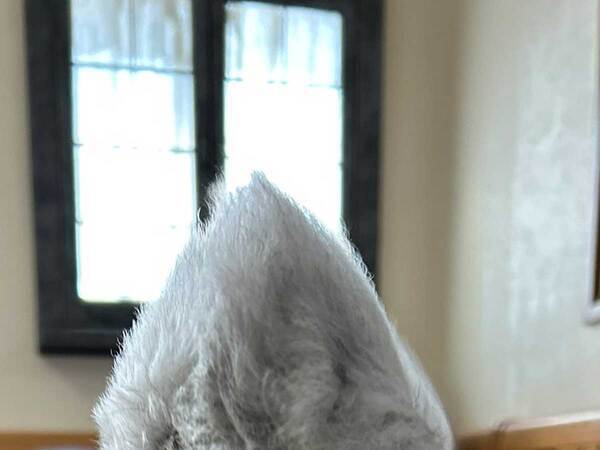 「なんの動物？」といわれた犬　頭を見ると？「斬新すぎる」「見た瞬間吹いた」