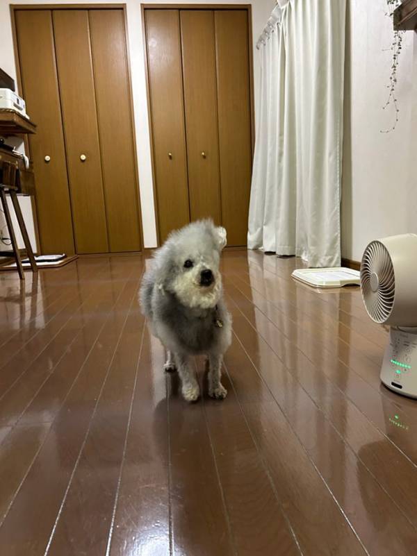 「なんの動物？」といわれた犬　頭を見ると？「斬新すぎる」「見た瞬間吹いた」