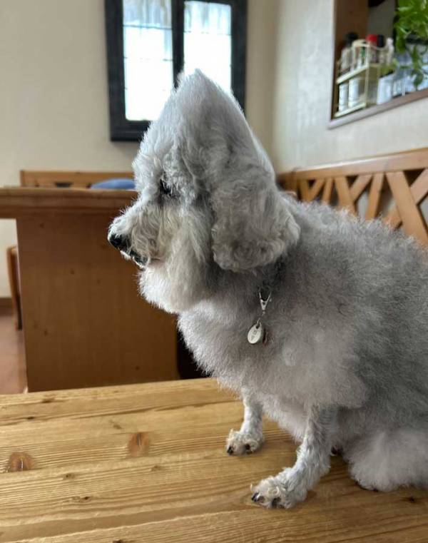 「なんの動物？」といわれた犬　頭を見ると？「斬新すぎる」「見た瞬間吹いた」