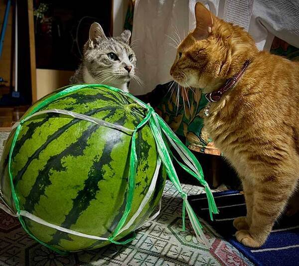 「これは負けられない戦いだ」　にらみ合う猫の前にあるモノが…