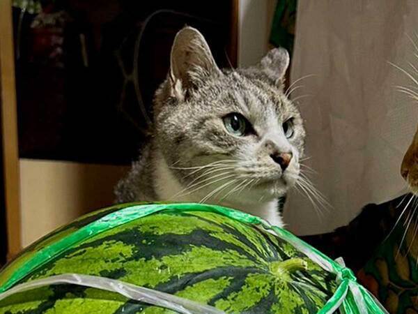 「これは負けられない戦いだ」　にらみ合う猫の前にあるモノが…