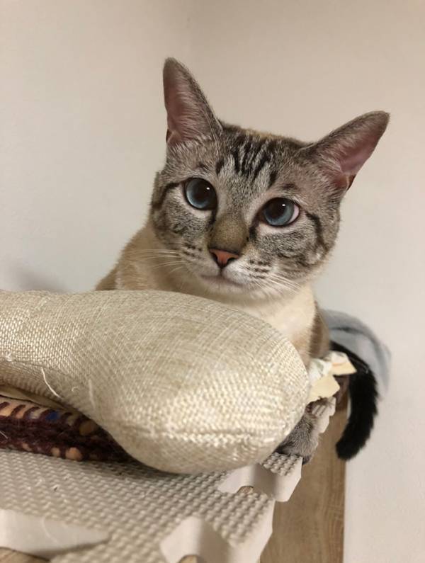 大学生の妹「最近はね、新幹線になっちゃった」　送られてきた『実家の猫』の写真が？