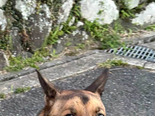 通りすがりの少年から「エリートや！」といわれた犬　そのワケに「最強かよ」「舞い上がってそう」