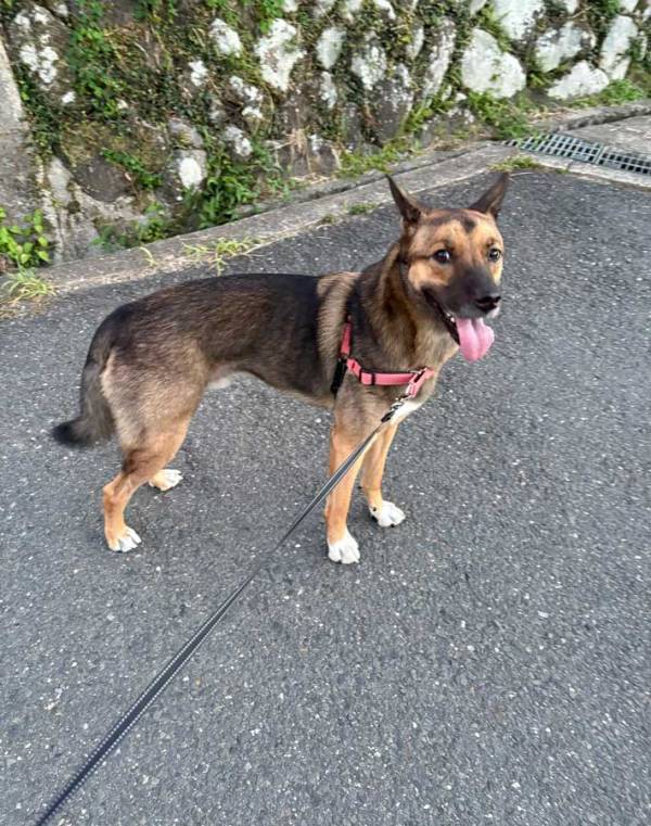 通りすがりの少年から「エリートや！」といわれた犬　そのワケに「最強かよ」「舞い上がってそう」