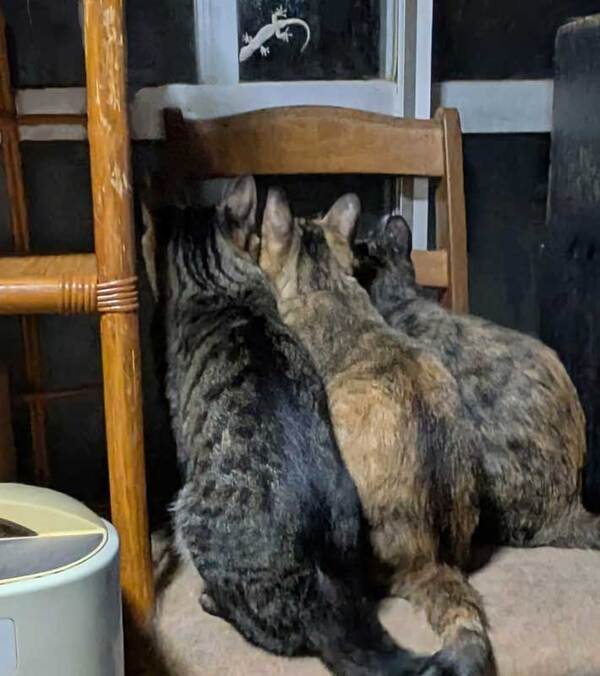 体を寄せ合う猫に、3万人が注目！　視線の先には？「素敵」「こういうのがいいんですよ」