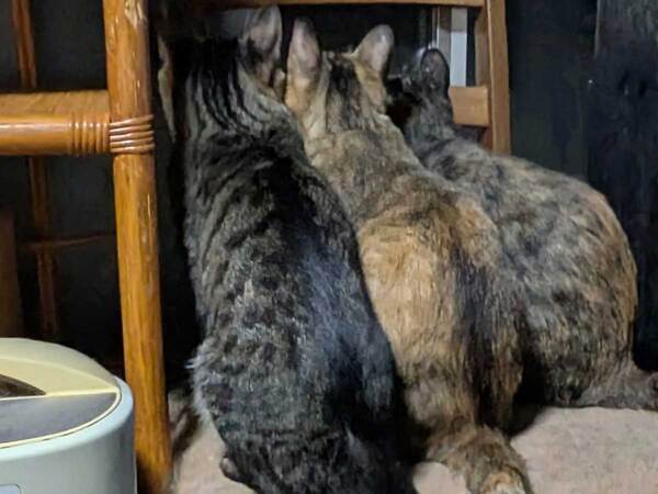 体を寄せ合う猫に、3万人が注目！　視線の先には？「素敵」「こういうのがいいんですよ」