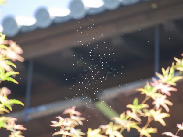 玄関灯に集まるユスリカをどうにかしたい！　企業が教える2つの対策に「なるほど」