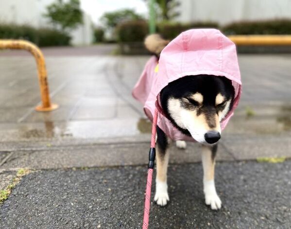 「車でお出かけだ！」　到着先が病院と気がついた柴犬に「表情がすべて」「切なすぎ」【4選】