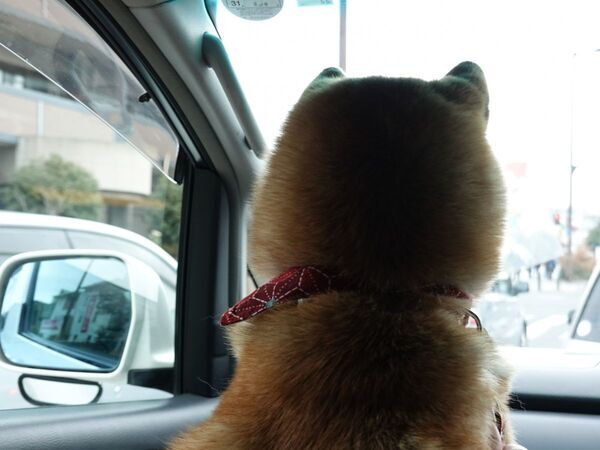 「車でお出かけだ！」　到着先が病院と気がついた柴犬に「表情がすべて」「切なすぎ」【4選】