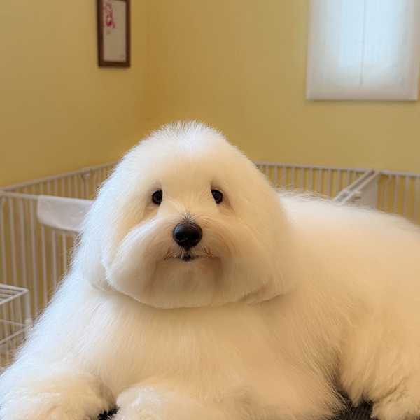 「おにぎりに見えた」　ビジュアルが好評な『犬種』に「将来の伴侶にしたい」