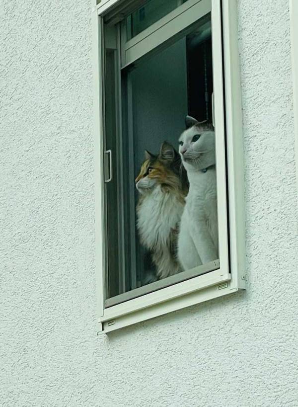 出かけた後、家を振り返った飼い主　猫の姿が？「刑事ドラマかな」「そっちかーい！」