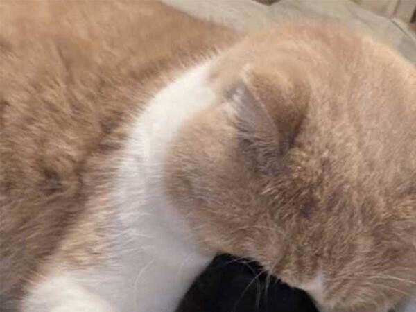 猫が顔を突っ込んでいたのは…　まさかの結果に「笑った」「たまらないのね」