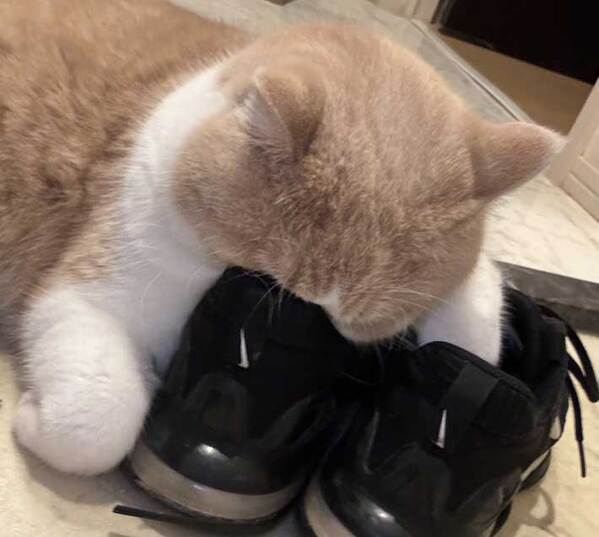 猫が顔を突っ込んでいたのは…　まさかの結果に「笑った」「たまらないのね」