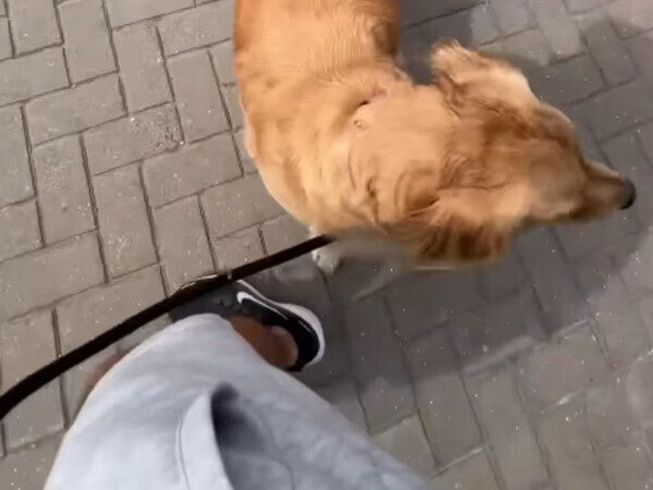 【愛犬ドッキリ】　散歩中に突然大好きな人が現れたら…？