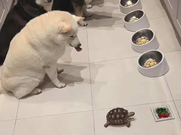 【癒し動画】朝ごはんの前でじっと待つ4匹の柴犬　待っていたのは…？