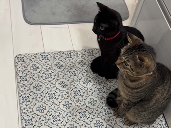 「人間でも驚いたから仕方ない」　初めて自動トイレを見た猫たちの表情が…？