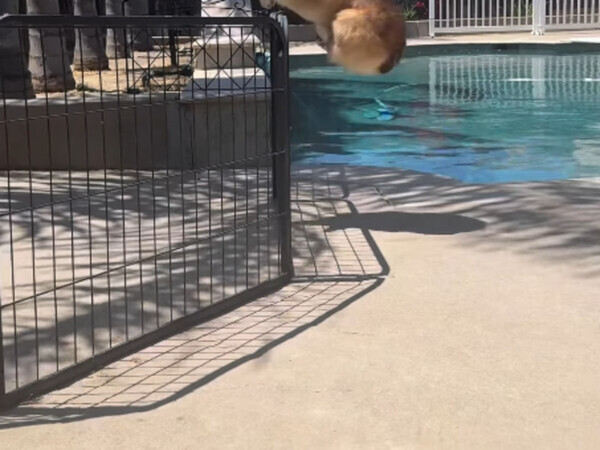 「実はウサギなんでしょ？」　コーギーが見せた『まさかの特技』に「こんなの見たことない！」