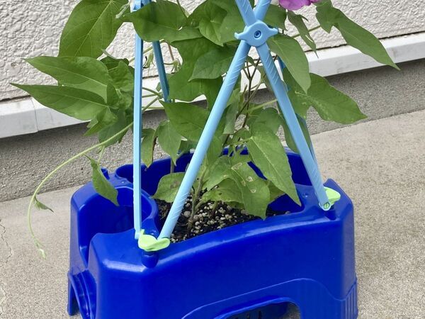 咲かないまま夏が終わるはずだったアサガオ　まさかの展開に「救われた」「奇跡だ」【4選】