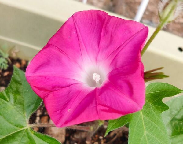 咲かないまま夏が終わるはずだったアサガオ　まさかの展開に「救われた」「奇跡だ」【4選】