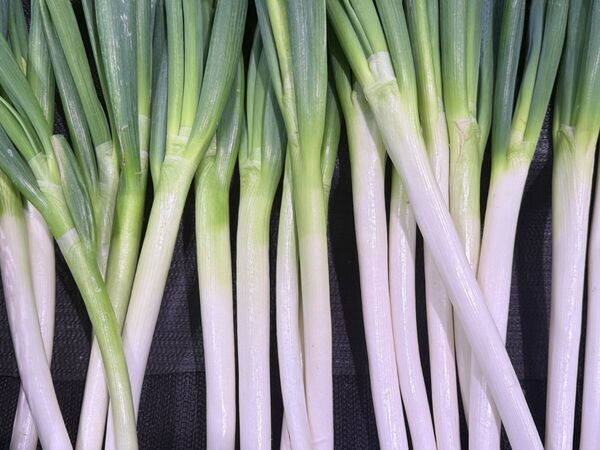 長ネギを小口切りする前に1本線を？　仕上がりに「ストレス消えた」「最高」【4選】