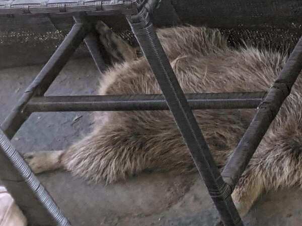 「こんな面白い写真見たことない」　バルコニーで見つかった『侵入者』の姿が？