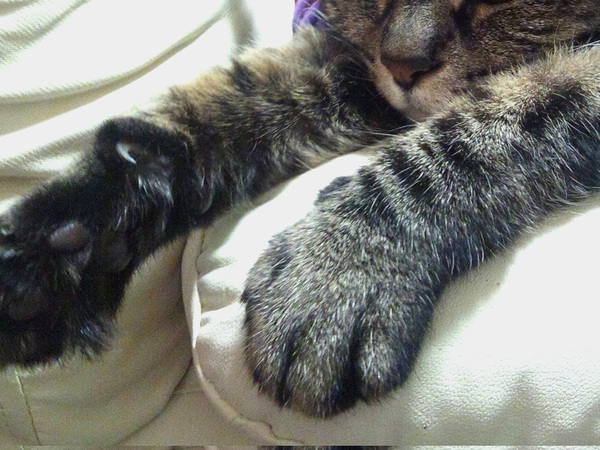 獣医師「あの、申し上げにくいのですが…」　愛猫が告げられた『診断結果』に10万人が注目！