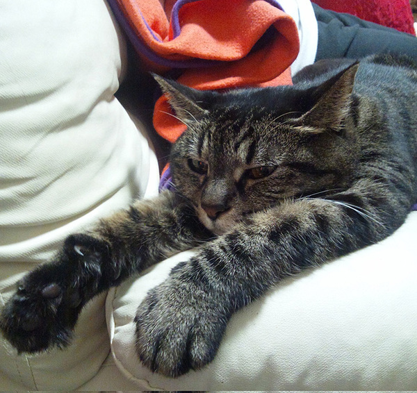 獣医師「あの、申し上げにくいのですが…」　愛猫が告げられた『診断結果』に10万人が注目！