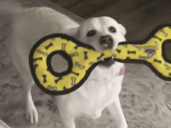 帰宅した男性を出迎える犬　意外な『事実』に「結婚して！」「かわいすぎる」