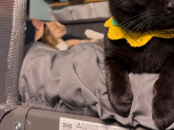 ケンカに巻き込まれたくない猫の表情に「吹いた」「悟り開いてる」