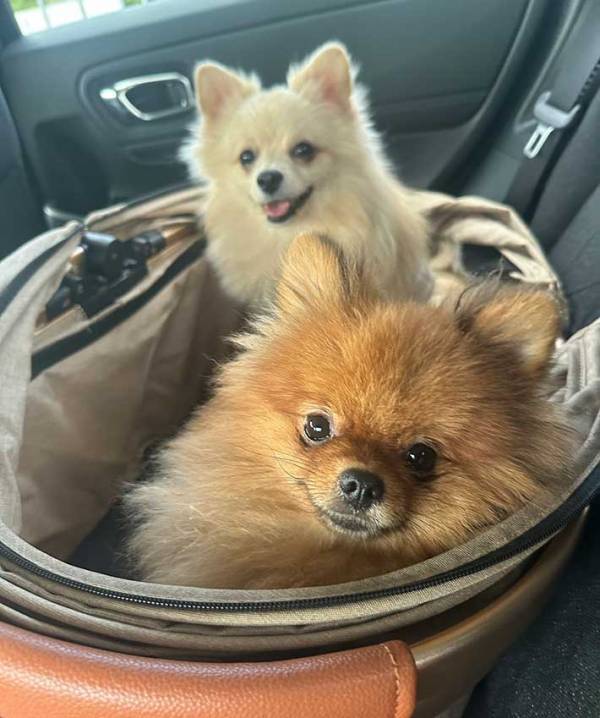 飼い主「ドッグランから帰る犬」　車内で過ごす様子に「幸せすぎる…」