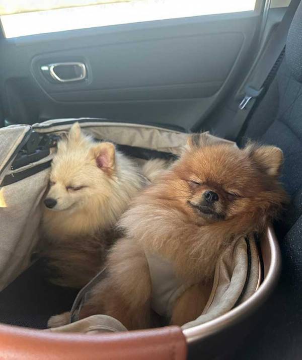 飼い主「ドッグランから帰る犬」　車内で過ごす様子に「幸せすぎる…」