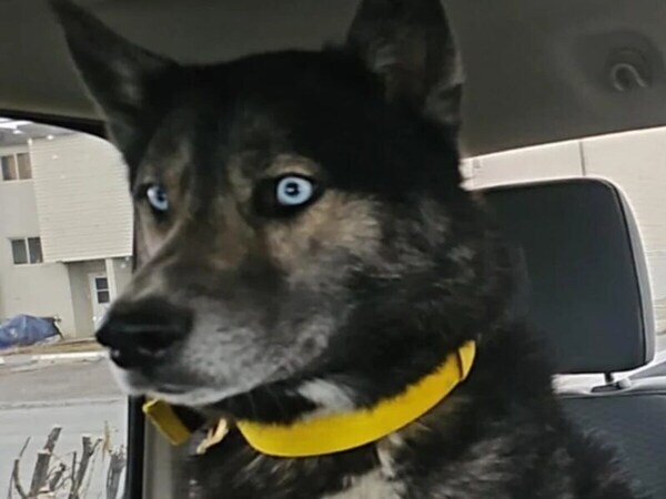 「…騙したな！」　トリミングサロンに到着した犬の『表情』に「爆笑した」