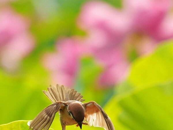 「花の上のバトル」　大迫力の戦いに「ケンカするのか！」「たまらなくかわいい」