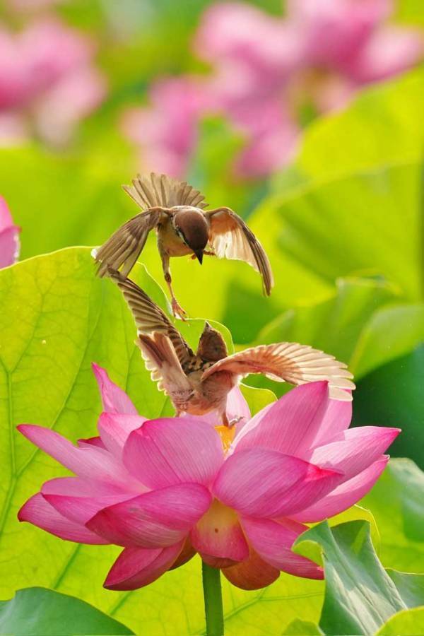 「花の上のバトル」　大迫力の戦いに「ケンカするのか！」「たまらなくかわいい」