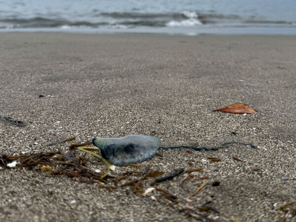 「美しい化け物にハグされ…」　カツオノエボシに刺された人気お笑いタレント、救急車で搬送される
