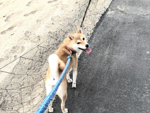 駐車場の枠にスッと収まる柴犬に「職人の技」「完璧な駐犬」【4選】