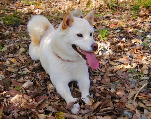 駐車場の枠にスッと収まる柴犬に「職人の技」「完璧な駐犬」【4選】