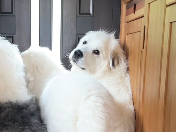 3歳娘が保育園から帰ってくると…？　玄関に集まる『モフモフ犬たち』に「ぎゅうぎゅう詰めだ」