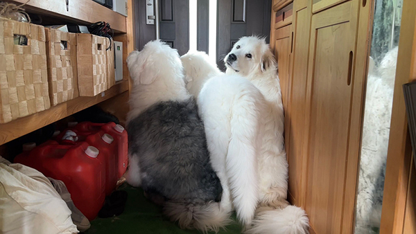 3歳娘が保育園から帰ってくると…？　玄関に集まる『モフモフ犬たち』に「ぎゅうぎゅう詰めだ」