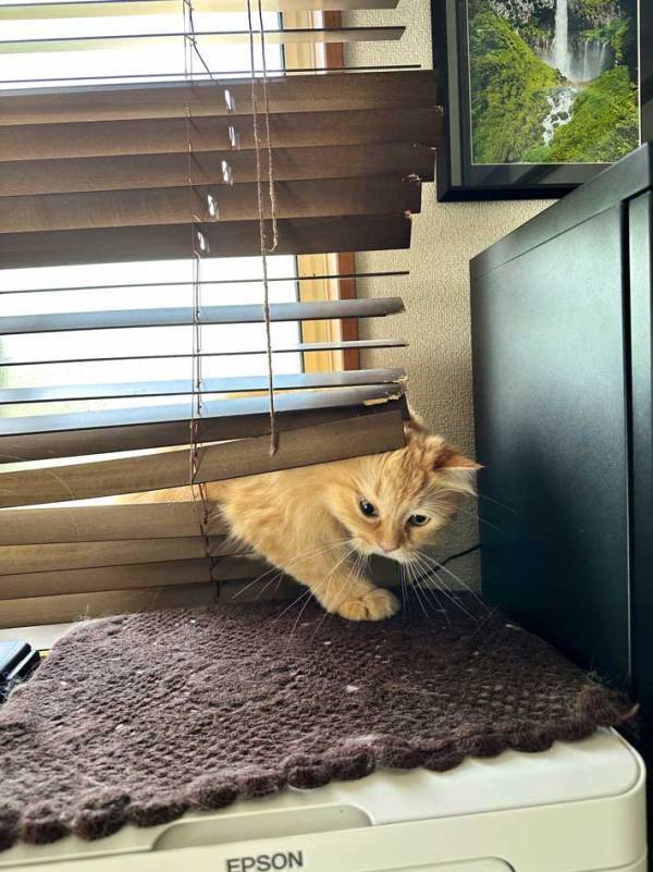 自宅で『行方不明』になった猫　隠れていた場所に「張り込み捜査」「ボスかな？」