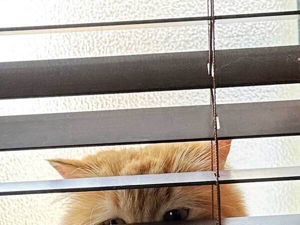 自宅で『行方不明』になった猫　隠れていた場所に「張り込み捜査」「ボスかな？」