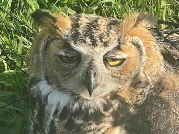 「笑ってる！」　疲れ果てていたフクロウ　元気になった後の『表情』がコチラ