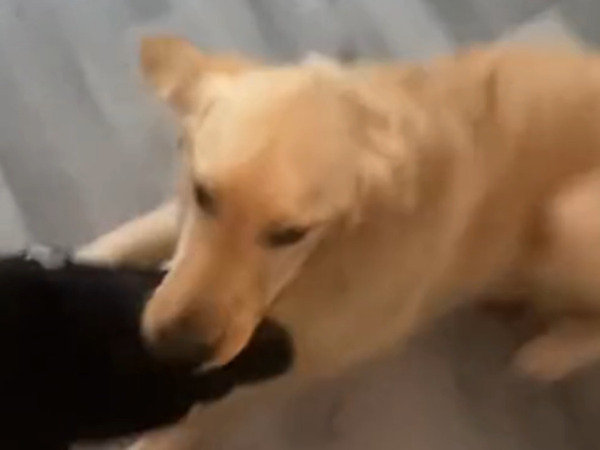 家に見知らぬ男性が入ってきたら？　犬の『反応』に「大爆笑！」「泥棒を案内しそう」