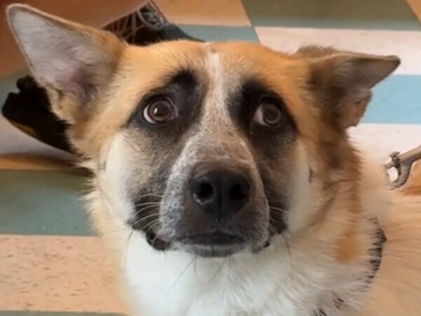 「ドン引きしてる」「笑った」　すごく嫌そうな顔をする犬　視線の先には…？