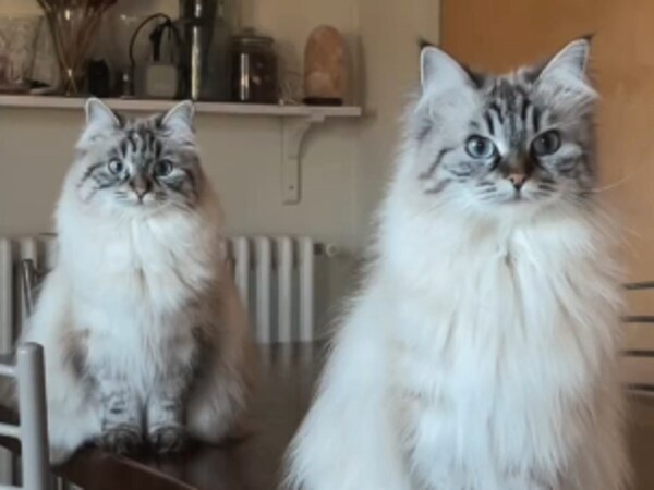 「これはAIですか？」　見た目がそっくりの2匹の猫が…！「かわいくて笑った」
